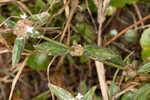 Woodland false buttonweed